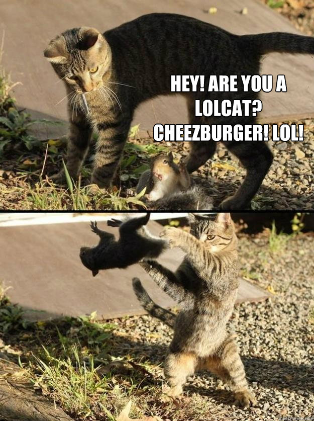 Hey! Are you a LOLcat? Cheezburger! LOL! - Hey! Are you a LOLcat? Cheezburger! LOL!  Annoying Squirrel