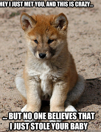 Hey i just met you, and this is crazy... ... but no one believes that i just stole your baby  Apologetic dingo