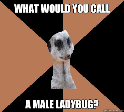 What would you call a male ladybug?  