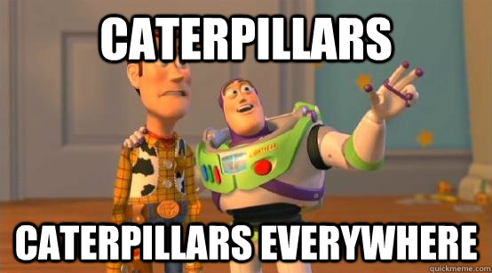 Caterpillars caterpillars everywhere - Caterpillars caterpillars everywhere  Buzz Glitter