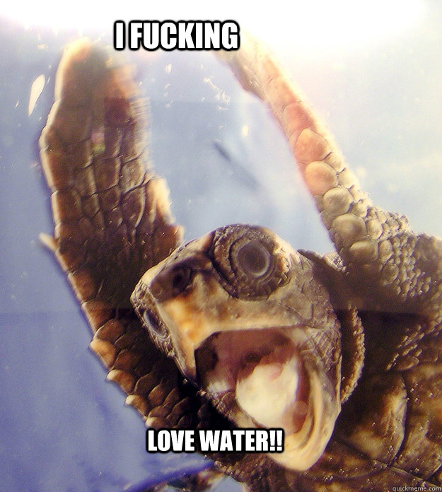 I FUCKING LOVE WATER!!  excited turtle