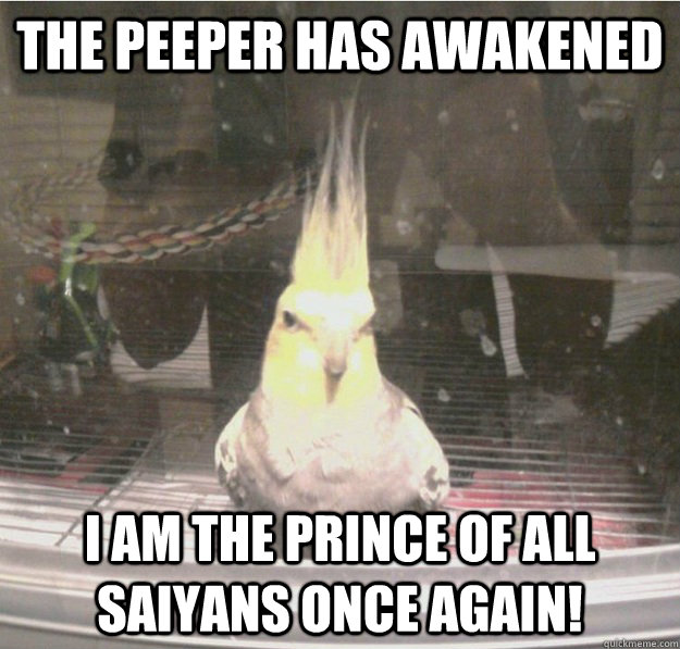 The peeper has awakened I am the prince of all saiyans once again!  - The peeper has awakened I am the prince of all saiyans once again!   Super Saiyan Parrot