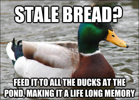 Stale Bread? feed it to all the ducks at the pond, making it a life long memory  - Stale Bread? feed it to all the ducks at the pond, making it a life long memory   Actual Advice Mallard