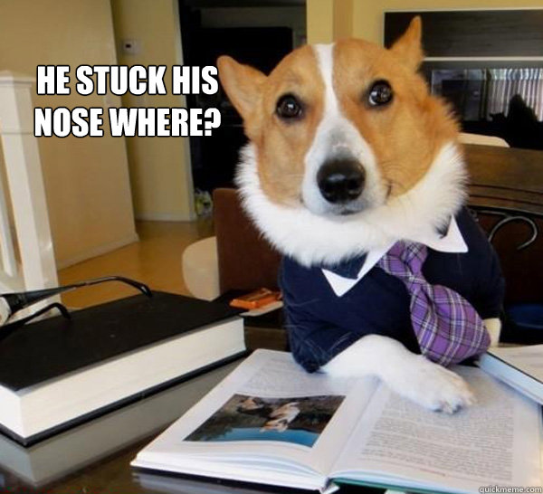 he stuck his nose where?   Lawyer Dog