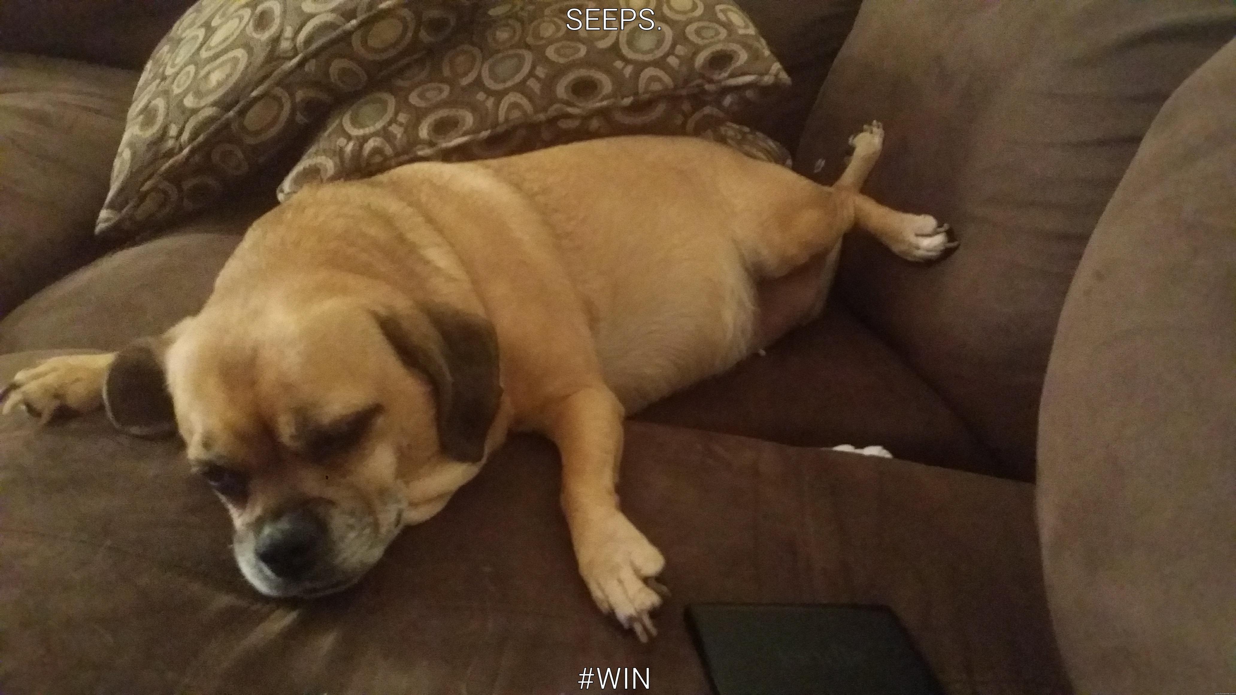 Fats asleep win - SEEPS. #WIN Misc