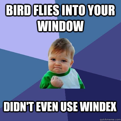 Bird flies into your window didn't even use Windex  Success Kid