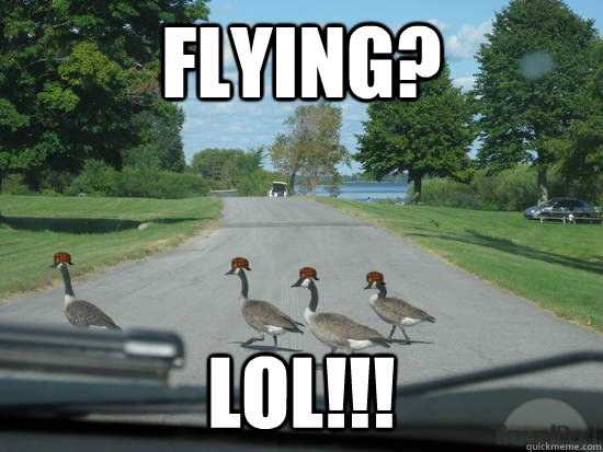 Flying? LOL!!! - Flying? LOL!!!  Scumbag Geese