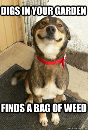 Digs in your garden finds a bag of weed  Good Dog Greg