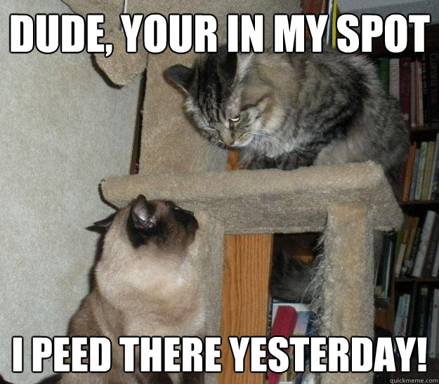 Dude, your in my spot  I peed there yesterday! - Dude, your in my spot  I peed there yesterday!  Battle Cats