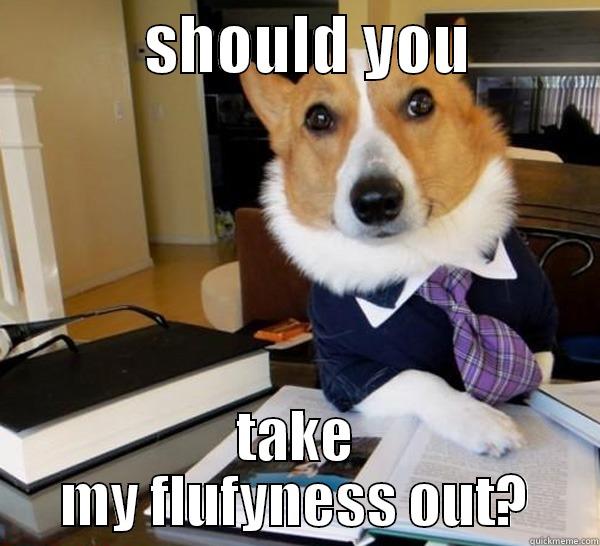            SHOULD YOU           TAKE MY FLUFYNESS OUT? Lawyer Dog