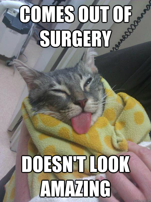 Comes out of Surgery Doesn't look amazing - Comes out of Surgery Doesn't look amazing  Ridiculously Unphotogenic Cat