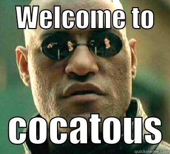 euh wait what matrix? -    WELCOME TO      COCATOUS Matrix Morpheus