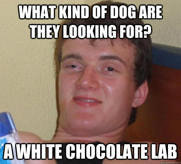 What kind of dog are they looking for? A white chocolate lab - What kind of dog are they looking for? A white chocolate lab  10 Guy