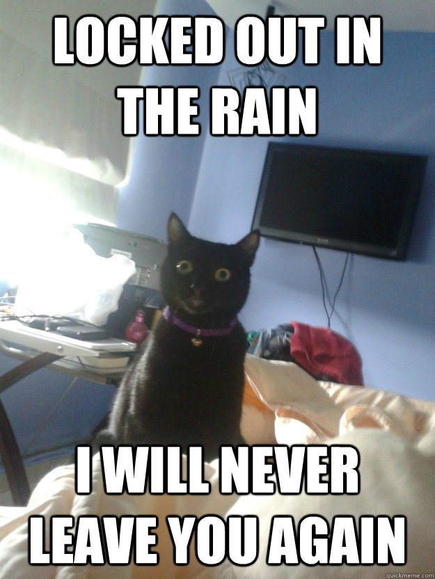 Locked out in the rain I will never leave you again - Locked out in the rain I will never leave you again  overly attached cat