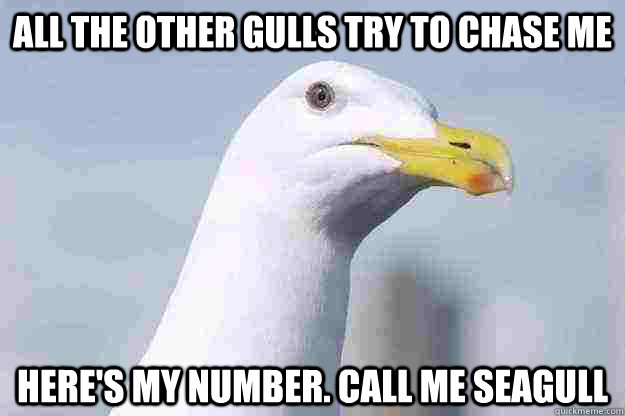 All the other gulls try to chase me Here's my number. call me seagull  carly rae seagull