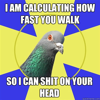 I am calculating how fast you walk So I can shit on your head - I am calculating how fast you walk So I can shit on your head  Religion Pigeon