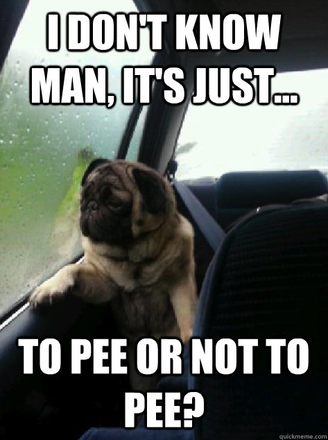 I don't know man, It's just... to pee or not to pee?   Introspective Pug