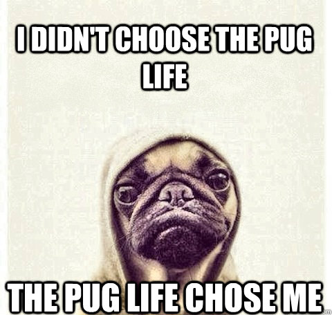 I didn't choose the pug life The pug life chose me  Pug Life