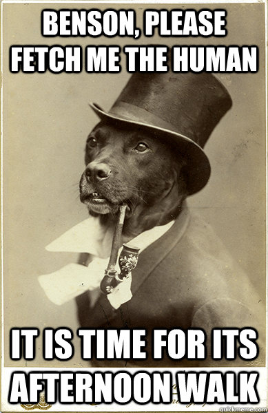 benson, please fetch me the human it is time for its afternoon walk - benson, please fetch me the human it is time for its afternoon walk  Old Money Dog