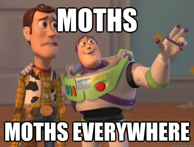 moths moths everywhere  Buzz Lightyear