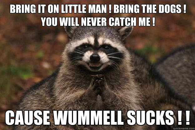 Bring it on little man ! Bring the Dogs ! You will never catch me ! Cause Wummell Sucks ! ! - Bring it on little man ! Bring the Dogs ! You will never catch me ! Cause Wummell Sucks ! !  Evil Plotting Raccoon