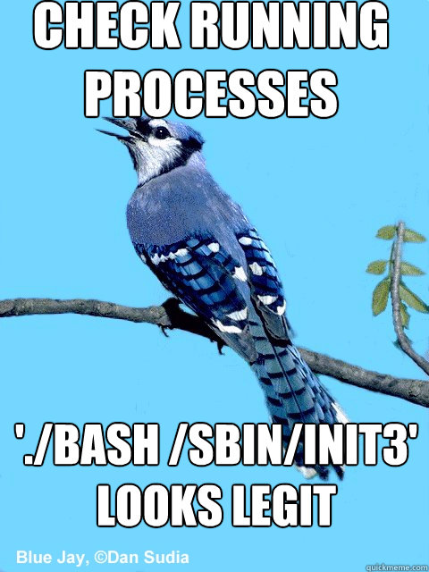 check running processes './bash /sbin/init3' looks legit  Blue Team Bird