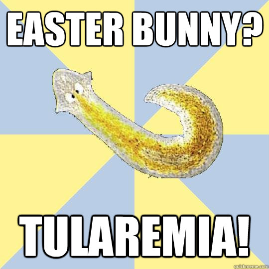 Easter bunny? tularemia!  Bio Major Planarian