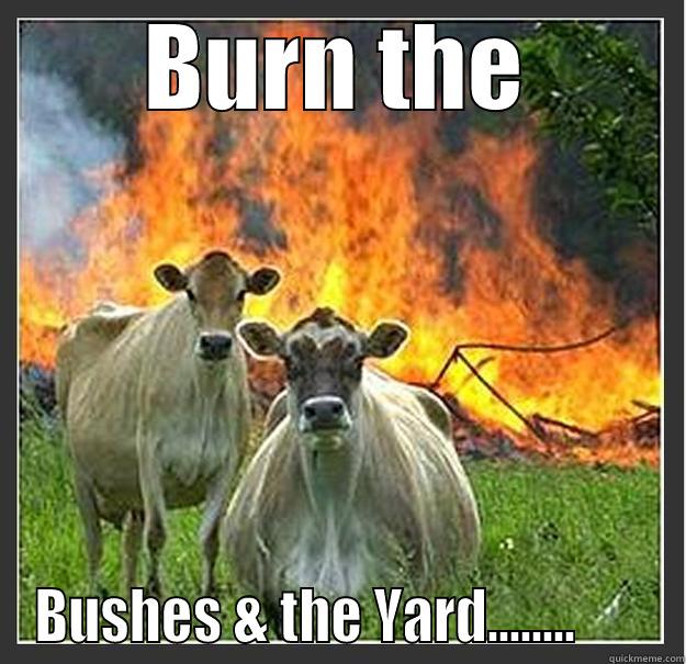 BURN THE BUSHES & THE YARD........       Evil cows