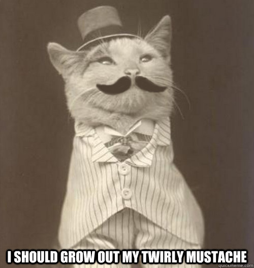  I should grow out my twirly mustache -  I should grow out my twirly mustache  Original Business Cat