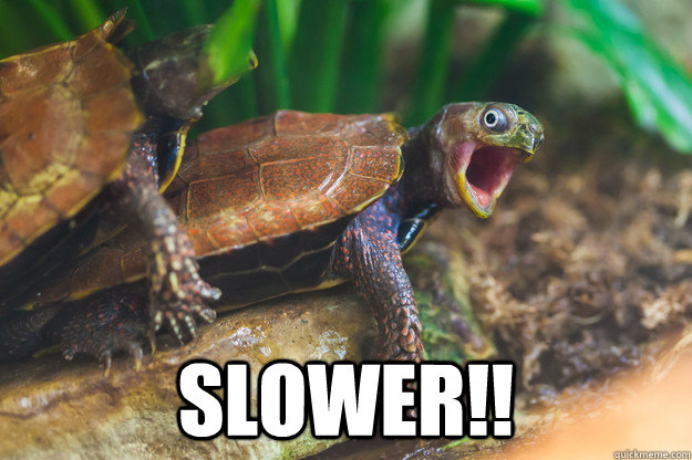 turtle shocked meme gif｜TikTok Search