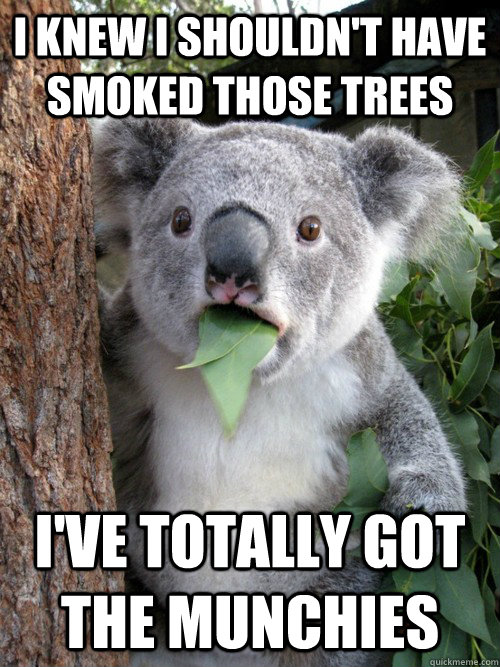 I knew I shouldn't have smoked those trees I've totally got the munchies - I knew I shouldn't have smoked those trees I've totally got the munchies  koala bear