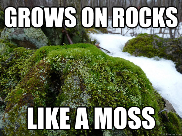 grows on rocks like a moss - grows on rocks like a moss  Moss