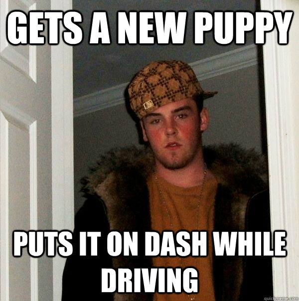 Gets a new puppy puts it on dash while driving  Scumbag Steve