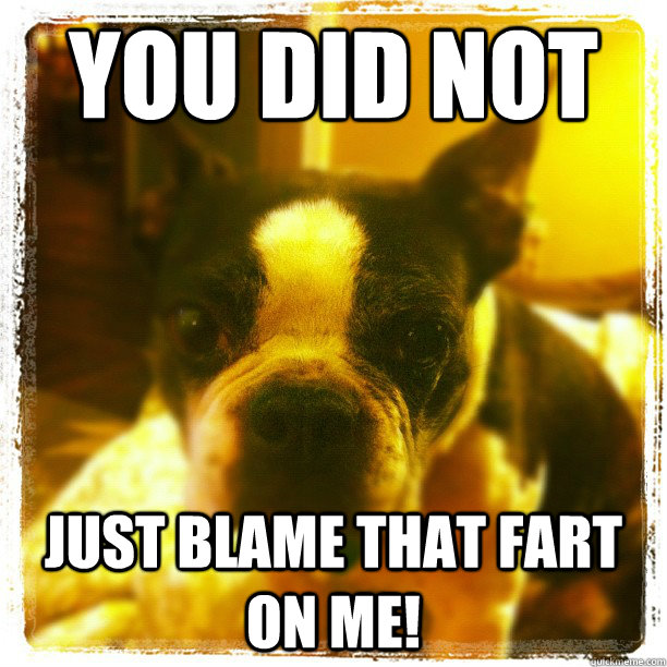 you did not just blame that fart on me! - you did not just blame that fart on me!  Boston Terrier Farts