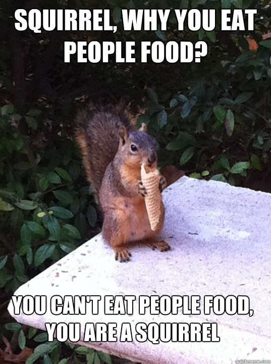 Squirrel, why you eat people food? You can't eat people food, you are a squirrel  
