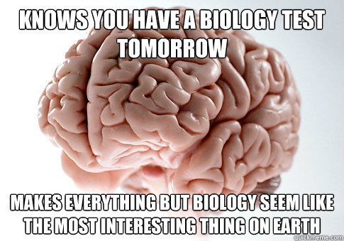 knows you have a biology test tomorrow makes everything but biology seem like the most interesting thing on earth  Scumbag Brain