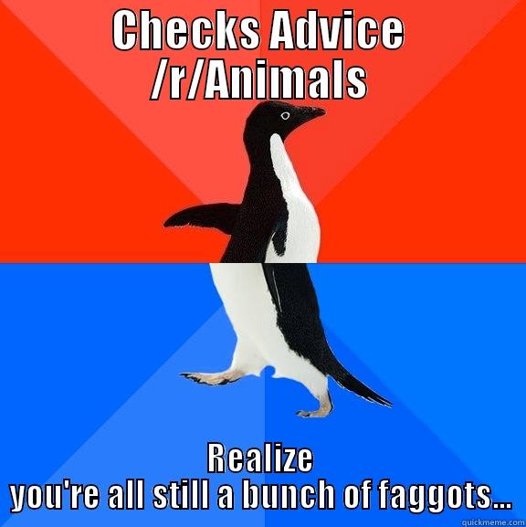 CHECKS ADVICE /R/ANIMALS REALIZE YOU'RE ALL STILL A BUNCH OF FAGGOTS... Socially Awesome Awkward Penguin