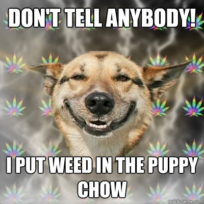 Don't tell anybody! I put weed in the puppy chow   Stoner Dog