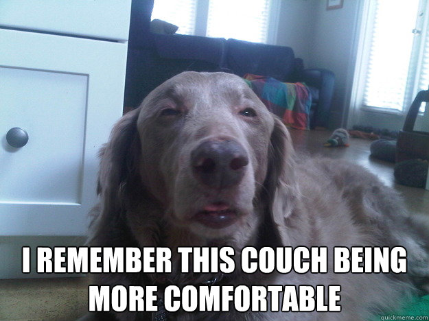  I remember this couch being more comfortable  10 Dog