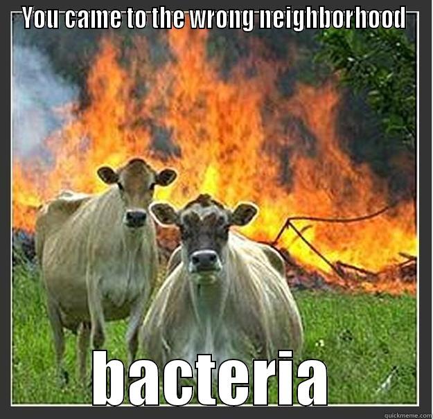 YOU CAME TO THE WRONG NEIGHBORHOOD BACTERIA Evil cows