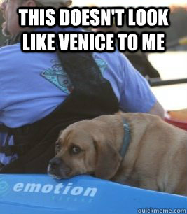 This doesn't look like Venice to me - This doesn't look like Venice to me  Emo Dog