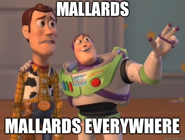 Mallards Mallards everywhere  Toy Story