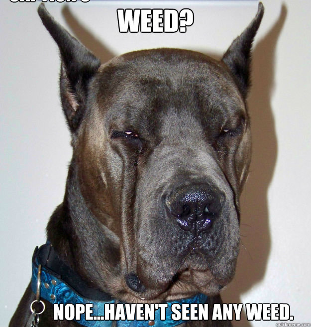 Weed? Nope...haven't seen any weed. Caption 3 goes here  