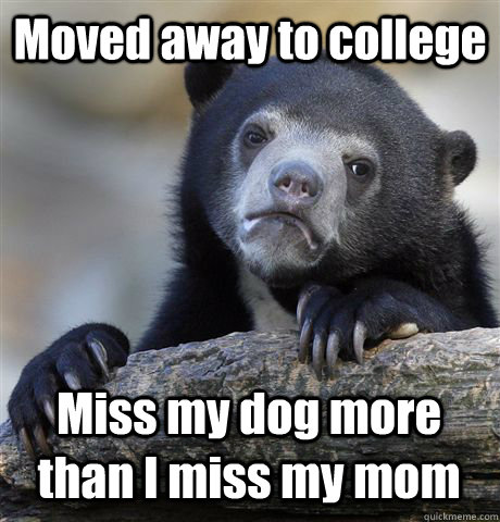 Moved away to college Miss my dog more than I miss my mom  Confession Bear