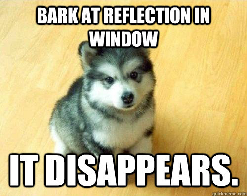 Bark at reflection in window it disappears.  Baby Courage Wolf