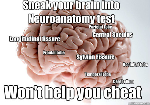 Longitudinal fissure Central Suculus Sylvian Fissure Sneak your brain into Neuroanatomy test Won't help you cheat  Cerebellum Frontal Lobe Occipital Lobe Temporal Lobe Parietal Lobe - Longitudinal fissure Central Suculus Sylvian Fissure Sneak your brain into Neuroanatomy test Won't help you cheat  Cerebellum Frontal Lobe Occipital Lobe Temporal Lobe Parietal Lobe  Scumbag Brain