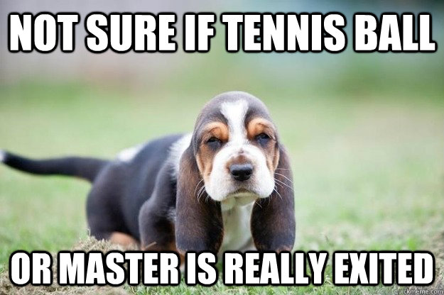 Not sure if tennis ball or master is really exited - Not sure if tennis ball or master is really exited  Unsure puppy