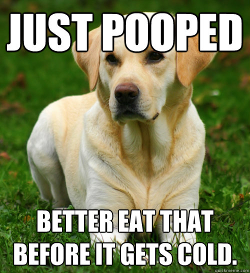 just Pooped better eat that before it gets cold.  Dog Logic