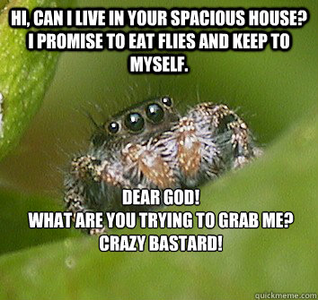 Hi, can i live in your spacious house? I promise to eat flies and keep to myself. dear god!
what are you trying to grab me?  crazy bastard!  Misunderstood Spider