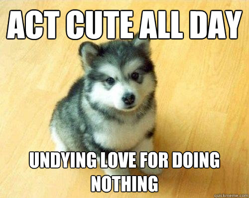 Act cute all day Undying love for doing nothing  Baby Courage Wolf